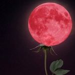 Flower Moon