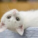 The Kitten Side of Venus