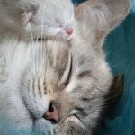 Love and Cats