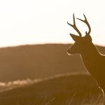 Buck Wild Supermoon