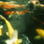 The Wisdom of Fish Out of Water