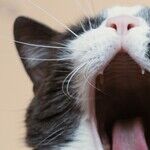 Kitty Cat Conjunction