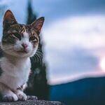 Mars, Mercury and Cats