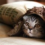Mercury's Kitty Mischief