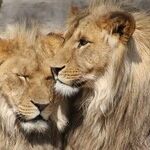 Last Breaths of Leo Season
