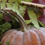 Harvest and High Holidays