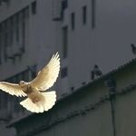UN International Day of Peace