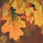 Tumbling into the Autumnal