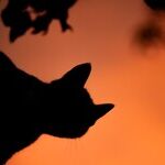 Creativity and the Cat Moon
