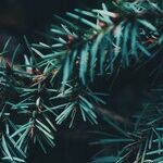Christmas Tree Trine