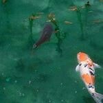 Season of the Fish