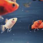 Pisces Season Check-in