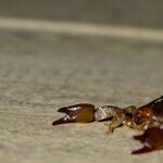 Avoiding the Scorpion's Sting