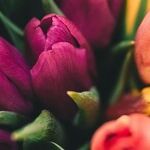 Tender Start for Spring