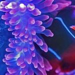 Fish's Fateful Magic
