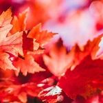 The Fall Equinox