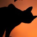 Your Halloween Horoscopes