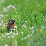 Be the Groundhog