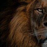 When the Moon Is a Lion