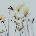 Dance of the Flower Crowns