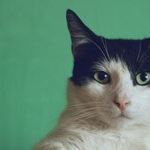 Lunar Cattitude