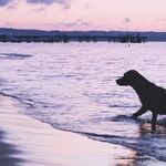 Dogs, Strangers and God