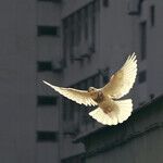 Donald Trump, Peace President