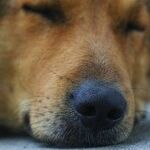 Old Dogs