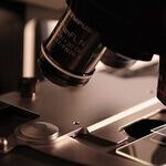 Will GOP Congress Fund 'Humanized Mice' Made From Aborted-Baby Organs?