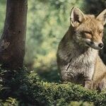 The Fox and the Golden Retriever