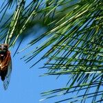 This Should Bug You More Than Cicadas