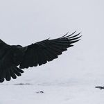 The 146-lb. Raven That Haunted Yale