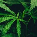 The Dope on Dope in Government-Run Schools