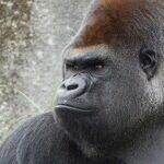 Gators, Gorillas, Tragedy and Blame