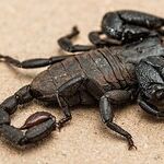The Scorpion Whisperer