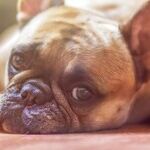 It's a Dog's Life (And I'm Envious)