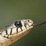 The Senses Census
