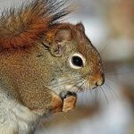 Nuts About Squirrels