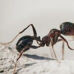 Ants Misbehavin'