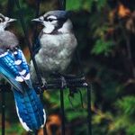 Birds' Words