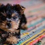Banning Pet Sales