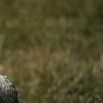 Thanksgiving Socialism