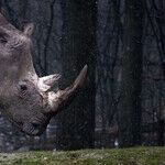 Loving Animals to Death