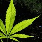 Legal Weed