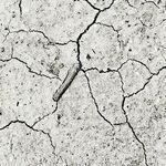 The Climate Hustle
