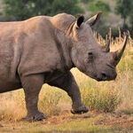 Save the Rhino!