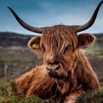 Where's the Beef?