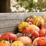 Thanksgiving Lessons