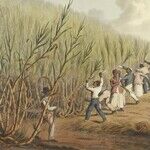 Slavery in America