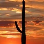 There Is No Pardoning Joe Arpaio
